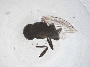  ( - CBG-B21244-A05)  @11 [ ] CreativeCommons - Attribution Share - Alike (2025) Centre for Biodiversity Genomics Centre for Biodiversity Genomics