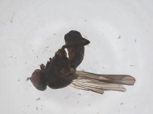  ( - CBG-B21244-C09)  @11 [ ] CreativeCommons - Attribution Share - Alike (2025) Centre for Biodiversity Genomics Centre for Biodiversity Genomics