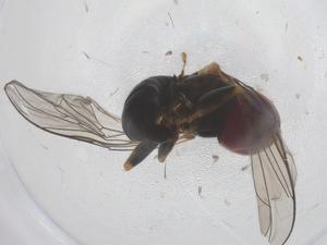  (Pipunculus fonsecai - CBG-B21244-C11)  @11 [ ] CreativeCommons - Attribution Share - Alike (2025) Centre for Biodiversity Genomics Centre for Biodiversity Genomics