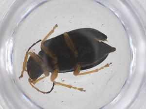  ( - CBG-B21244-G06)  @11 [ ] CreativeCommons - Attribution Share - Alike (2025) Centre for Biodiversity Genomics Centre for Biodiversity Genomics