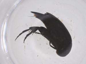  ( - CBG-B21245-F07)  @11 [ ] CreativeCommons - Attribution Share - Alike (2025) Centre for Biodiversity Genomics Centre for Biodiversity Genomics