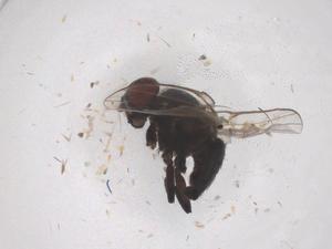  ( - CBG-B21245-G03)  @11 [ ] CreativeCommons - Attribution Share - Alike (2025) Centre for Biodiversity Genomics Centre for Biodiversity Genomics