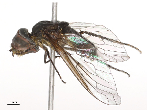  (Villa longicornis - CBG-B21312-A04)  @11 [ ] CreativeCommons - Attribution Share - Alike (2025) CBG Photography Group Centre for Biodiversity Genomics