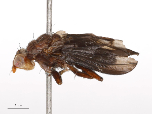  (Pelidnoptera nigripennis - CBG-B21312-A10)  @11 [ ] CreativeCommons - Attribution Share - Alike (2025) CBG Photography Group Centre for Biodiversity Genomics