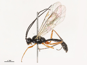  (Eridolius alacer - CBG-B21316-C11)  @11 [ ] CreativeCommons - Attribution Share - Alike (2025) CBG Photography Group Centre for Biodiversity Genomics