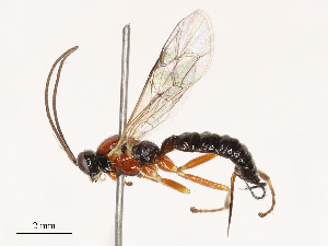  ( - CBG-B21316-F09)  @11 [ ] CreativeCommons - Attribution Share - Alike (2025) CBG Photography Group Centre for Biodiversity Genomics