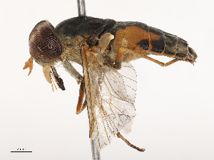  ( - CBG-B21318-B06)  @11 [ ] CreativeCommons - Attribution Share - Alike (2025) CBG Photography Group Centre for Biodiversity Genomics