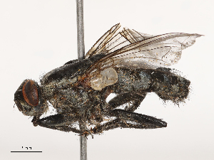  ( - CBG-B21318-B09)  @11 [ ] CreativeCommons - Attribution Share - Alike (2025) CBG Photography Group Centre for Biodiversity Genomics