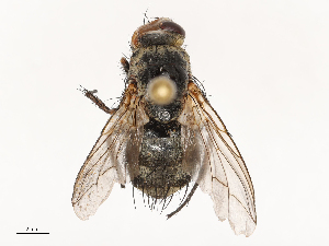  ( - CBG-B21318-C09)  @11 [ ] CreativeCommons - Attribution Share - Alike (2025) CBG Photography Group Centre for Biodiversity Genomics