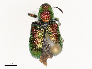  ( - CBG-B21318-E04)  @11 [ ] CreativeCommons - Attribution Share - Alike (2025) CBG Photography Group Centre for Biodiversity Genomics