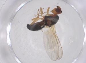  ( - CBG-B21327-G07)  @11 [ ] CreativeCommons - Attribution Share - Alike (2025) Centre for Biodiversity Genomics Centre for Biodiversity Genomics