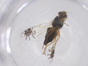  ( - CBG-B21327-G08)  @11 [ ] CreativeCommons - Attribution Share - Alike (2025) Centre for Biodiversity Genomics Centre for Biodiversity Genomics