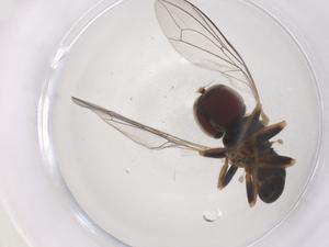  (Eudorylas bermeri - CBG-B21330-A01)  @11 [ ] CreativeCommons - Attribution Share - Alike (2025) Centre for Biodiversity Genomics Centre for Biodiversity Genomics