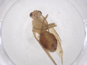  ( - CBG-B21331-C01)  @11 [ ] CreativeCommons - Attribution Share - Alike (2025) Centre for Biodiversity Genomics Centre for Biodiversity Genomics