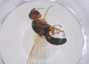  ( - CBG-B21331-D08)  @11 [ ] CreativeCommons - Attribution Share - Alike (2025) Centre for Biodiversity Genomics Centre for Biodiversity Genomics