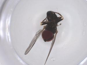  ( - CBG-B21331-F11)  @11 [ ] CreativeCommons - Attribution Share - Alike (2025) Centre for Biodiversity Genomics Centre for Biodiversity Genomics