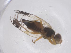  ( - CBG-B21331-G07)  @11 [ ] CreativeCommons - Attribution Share - Alike (2025) Centre for Biodiversity Genomics Centre for Biodiversity Genomics