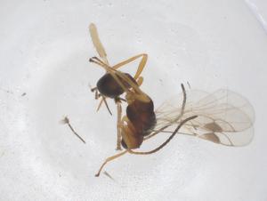  (Townesilitus aemulus - CBG-B21332-E11)  @11 [ ] CreativeCommons - Attribution Share - Alike (2025) Centre for Biodiversity Genomics Centre for Biodiversity Genomics