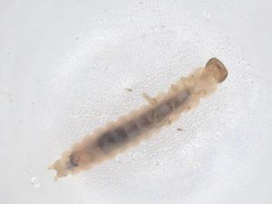  ( - CBG-B21333-E07)  @11 [ ] CreativeCommons - Attribution Share - Alike (2025) Centre for Biodiversity Genomics Centre for Biodiversity Genomics