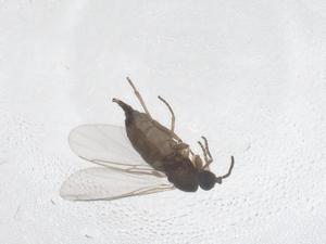  ( - CBG-B21334-B12)  @11 [ ] CreativeCommons - Attribution Share - Alike (2025) Centre for Biodiversity Genomics Centre for Biodiversity Genomics