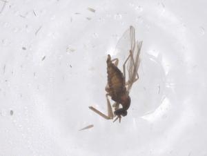  ( - CBG-B22192-G07)  @11 [ ] CreativeCommons - Attribution Share - Alike (2025) Centre for Biodiversity Genomics Centre for Biodiversity Genomics