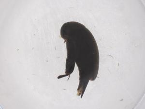  ( - CBG-B23266-A08)  @11 [ ] CreativeCommons - Attribution Share - Alike (2025) Centre for Biodiversity Genomics Centre for Biodiversity Genomics