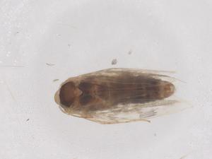  ( - CBG-B23266-B08)  @11 [ ] CreativeCommons - Attribution Share - Alike (2025) Centre for Biodiversity Genomics Centre for Biodiversity Genomics