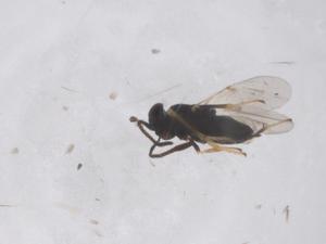  (Copidosoma phaloniae - CBG-B23267-A03)  @11 [ ] CreativeCommons - Attribution Share - Alike (2025) Centre for Biodiversity Genomics Centre for Biodiversity Genomics