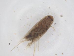  ( - CBG-B23268-C10)  @11 [ ] CreativeCommons - Attribution Share - Alike (2025) Centre for Biodiversity Genomics Centre for Biodiversity Genomics