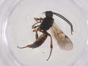  ( - CBG-B23301-B09)  @11 [ ] CreativeCommons - Attribution Share - Alike (2025) Centre for Biodiversity Genomics Centre for Biodiversity Genomics