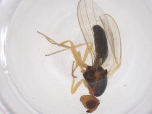  ( - CBG-B23301-C12)  @11 [ ] CreativeCommons - Attribution Share - Alike (2025) Centre for Biodiversity Genomics Centre for Biodiversity Genomics