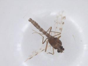  ( - CBG-B23302-B03)  @11 [ ] CreativeCommons - Attribution Share - Alike (2025) Centre for Biodiversity Genomics Centre for Biodiversity Genomics