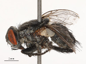  ( - CBG-B23310-C07)  @11 [ ] CreativeCommons - Attribution Share - Alike (2025) CBG Photography Group Centre for Biodiversity Genomics