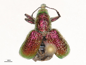  ( - CBG-B23310-E06)  @11 [ ] CreativeCommons - Attribution Share - Alike (2025) CBG Photography Group Centre for Biodiversity Genomics