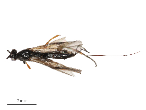  ( - CBG-B23315-A01)  @11 [ ] CreativeCommons - Attribution Share - Alike (2025) CBG Photography Group Centre for Biodiversity Genomics