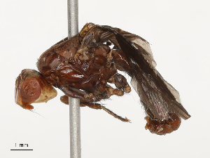  ( - CBG-B23315-A09)  @11 [ ] CreativeCommons - Attribution Share - Alike (2025) CBG Photography Group Centre for Biodiversity Genomics