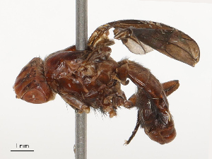  ( - CBG-B23315-B02)  @11 [ ] CreativeCommons - Attribution Share - Alike (2025) CBG Photography Group Centre for Biodiversity Genomics