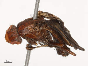  ( - CBG-B23315-B07)  @11 [ ] CreativeCommons - Attribution Share - Alike (2025) CBG Photography Group Centre for Biodiversity Genomics