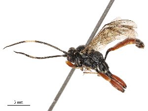  ( - CBG-B23315-C06)  @11 [ ] CreativeCommons - Attribution Share - Alike (2025) CBG Photography Group Centre for Biodiversity Genomics