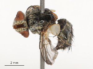  ( - CBG-B23315-C08)  @11 [ ] CreativeCommons - Attribution Share - Alike (2025) CBG Photography Group Centre for Biodiversity Genomics