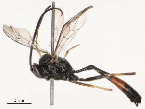  ( - CBG-B23315-G01)  @11 [ ] CreativeCommons - Attribution Share - Alike (2025) CBG Photography Group Centre for Biodiversity Genomics