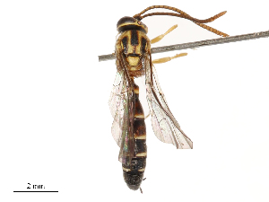  ( - CBG-B23315-G11)  @11 [ ] CreativeCommons - Attribution Share - Alike (2025) CBG Photography Group Centre for Biodiversity Genomics