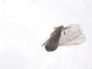  ( - CBG-B23388-D01)  @11 [ ] CreativeCommons - Attribution Share - Alike (2025) Centre for Biodiversity Genomics Centre for Biodiversity Genomics