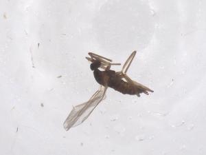  ( - CBG-B23388-E09)  @11 [ ] CreativeCommons - Attribution Share - Alike (2025) Centre for Biodiversity Genomics Centre for Biodiversity Genomics