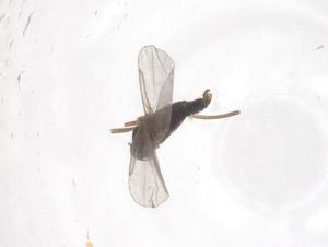  ( - CBG-B23388-H04)  @11 [ ] CreativeCommons - Attribution Share - Alike (2025) Centre for Biodiversity Genomics Centre for Biodiversity Genomics