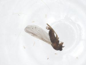  ( - CBG-B23425-H09)  @11 [ ] CreativeCommons - Attribution Share - Alike (2025) Centre for Biodiversity Genomics Centre for Biodiversity Genomics