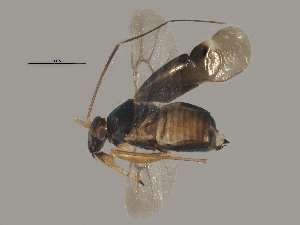  ( - BIOUG11193-C05)  @12 [ ] CreativeCommons - Attribution (2014) CBG Photography Group Centre for Biodiversity Genomics