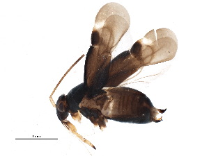  ( - BIOUG11193-D06)  @13 [ ] CreativeCommons - Attribution (2015) CBG Photography Group Centre for Biodiversity Genomics