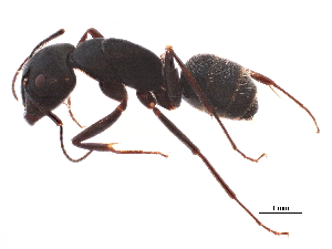  (Camponotus japonicus - BIOUG11682-E08)  @15 [ ] CreativeCommons - Attribution (2015) CBG Photography Group Centre for Biodiversity Genomics