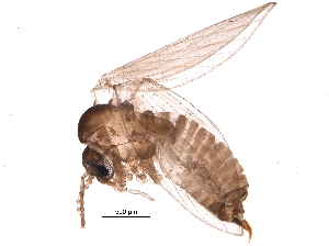  (Trichopsychoda hirtella - BIOUG12221-C08)  @14 [ ] CreativeCommons - Attribution (2014) CBG Photography Group Centre for Biodiversity Genomics